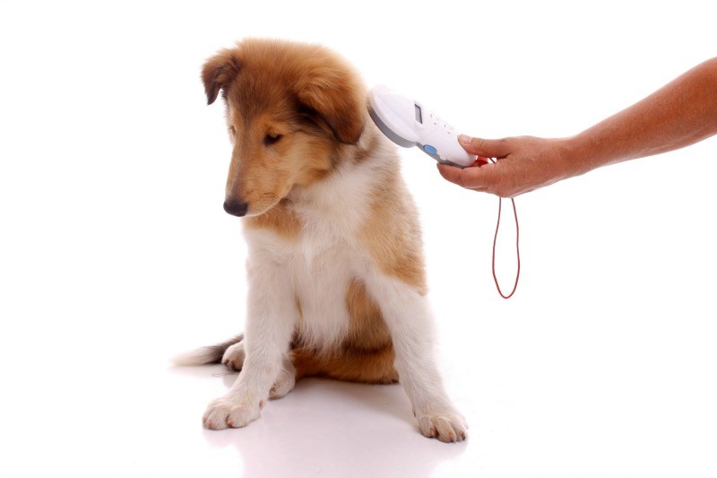 Giornata del microchip gratuito