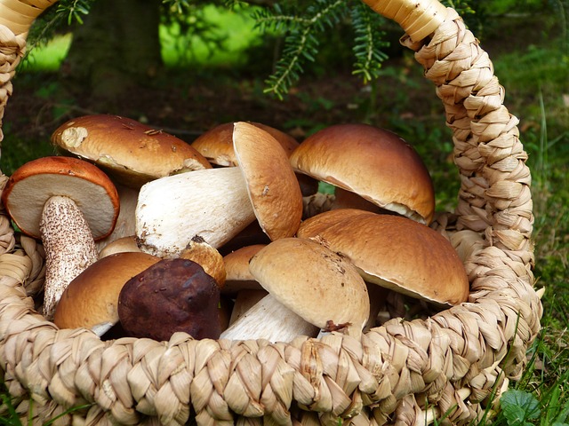 Corso per il rilascio del permesso per la raccolta dei funghi epigei freschi