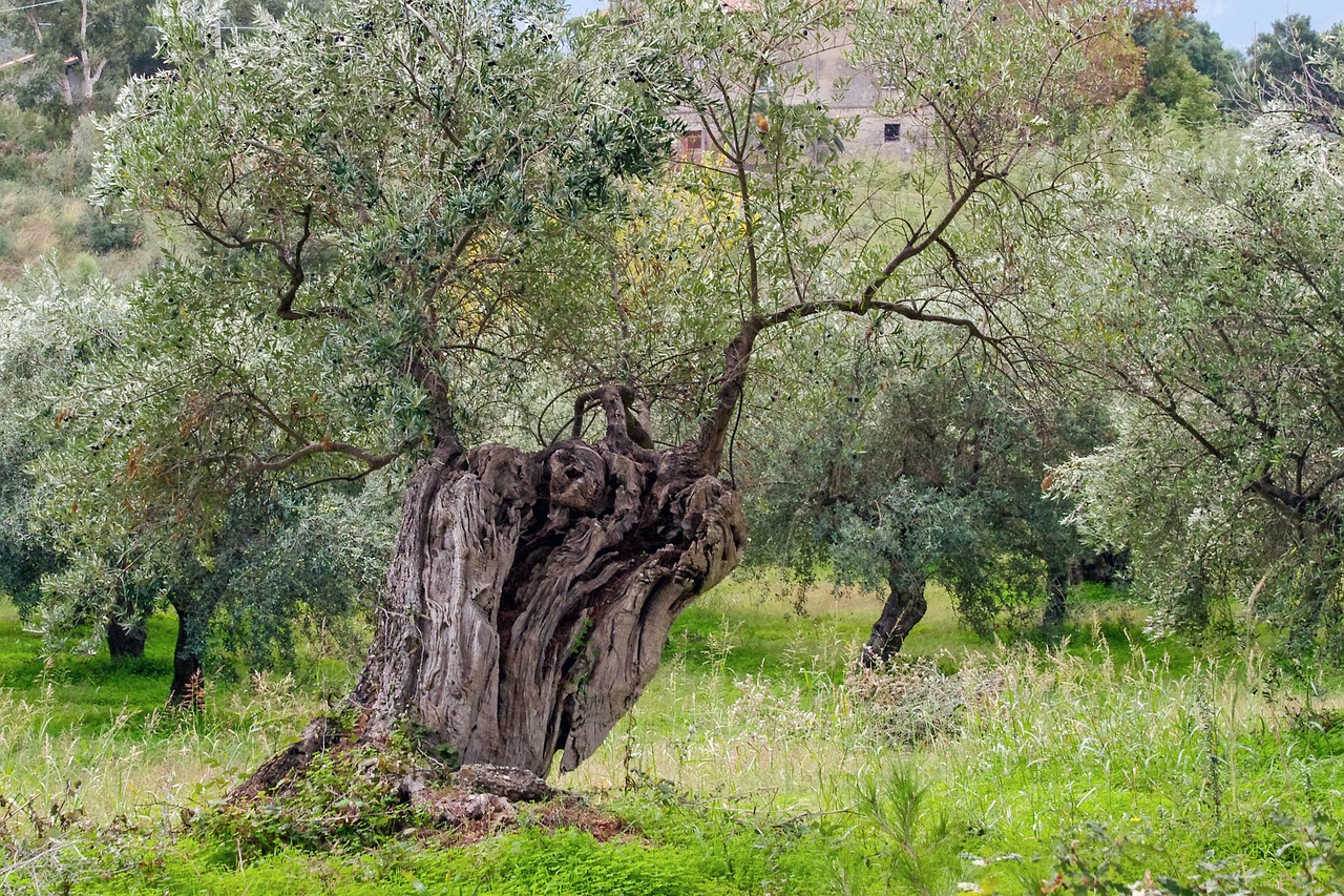 Emergenza Xylella - comunicato urgente ai cittadini