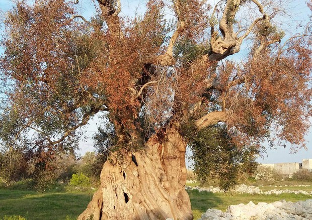COMUNICAZIONE ALLA CITTADINANZA - DECRETO DI DECLARATORIA DANNI CAUSATI DA Xylella fastidiosa NEI TERRITORI DELLA PROVINCIA DI LECCE 