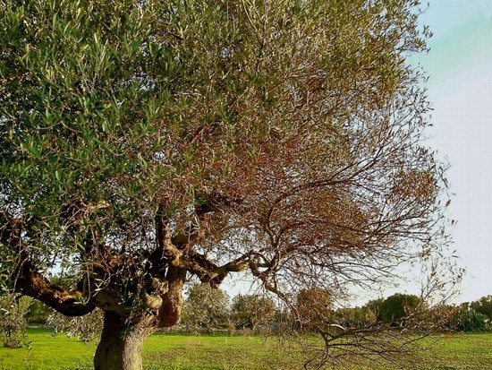AVVISO PUBBLICO DI MANIFESTAZIONE D’INTERESSE “Conservazione e innovazione del paesaggio colpito da xylella”